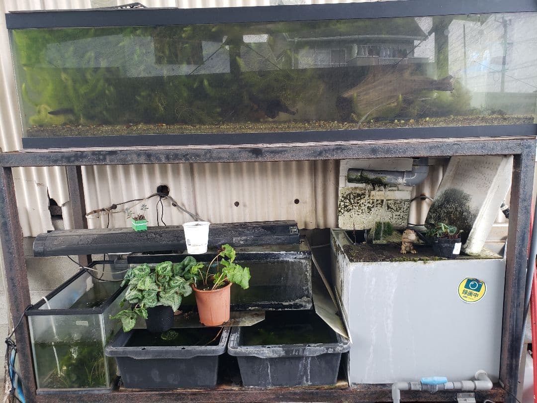 引取限定　1800　オーバーフロー水槽　アクリル　濾過槽　レイシーポンプ