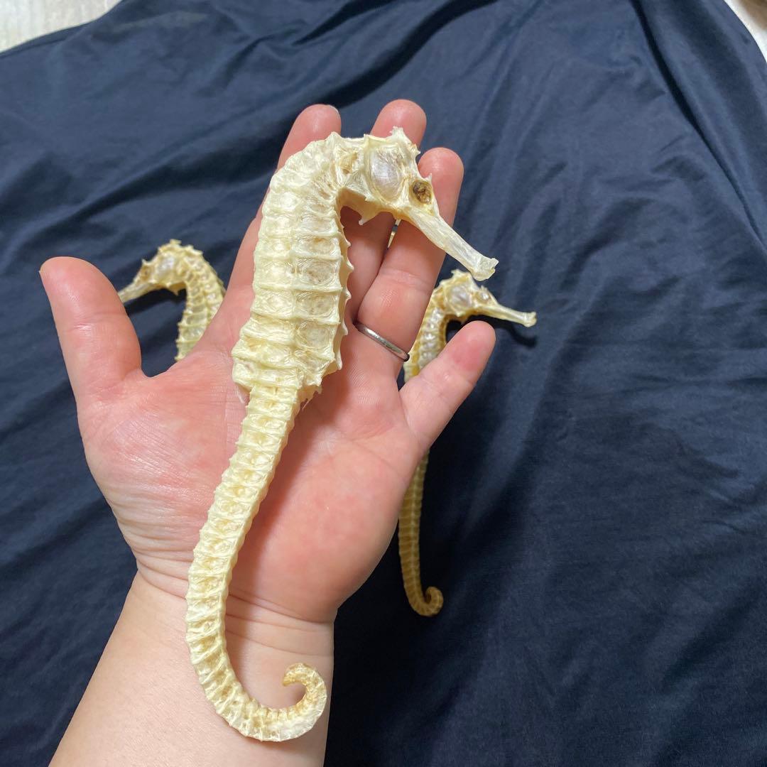 タツノオトシゴ 特大サイズ 魚 標本