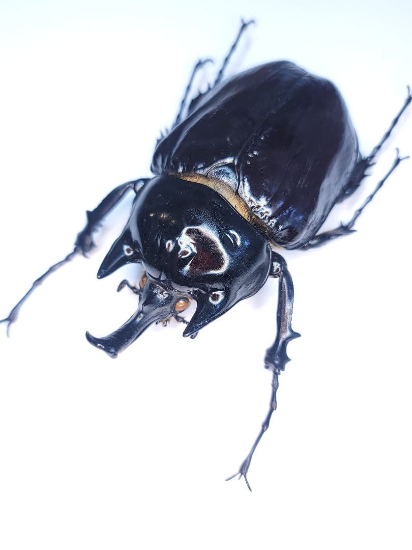 WILD ヤヌスゾウカブト　コロンビア産　(ラミレスゾウカブト)　標本