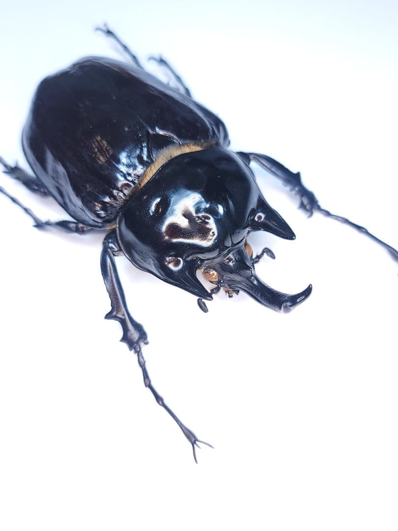 WILD ヤヌスゾウカブト　コロンビア産　(ラミレスゾウカブト)　標本