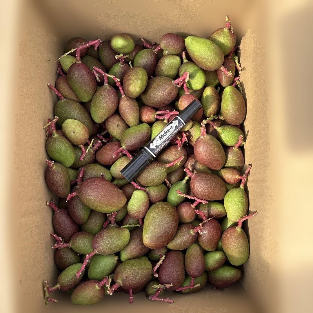 摘果マンゴー2/8❶