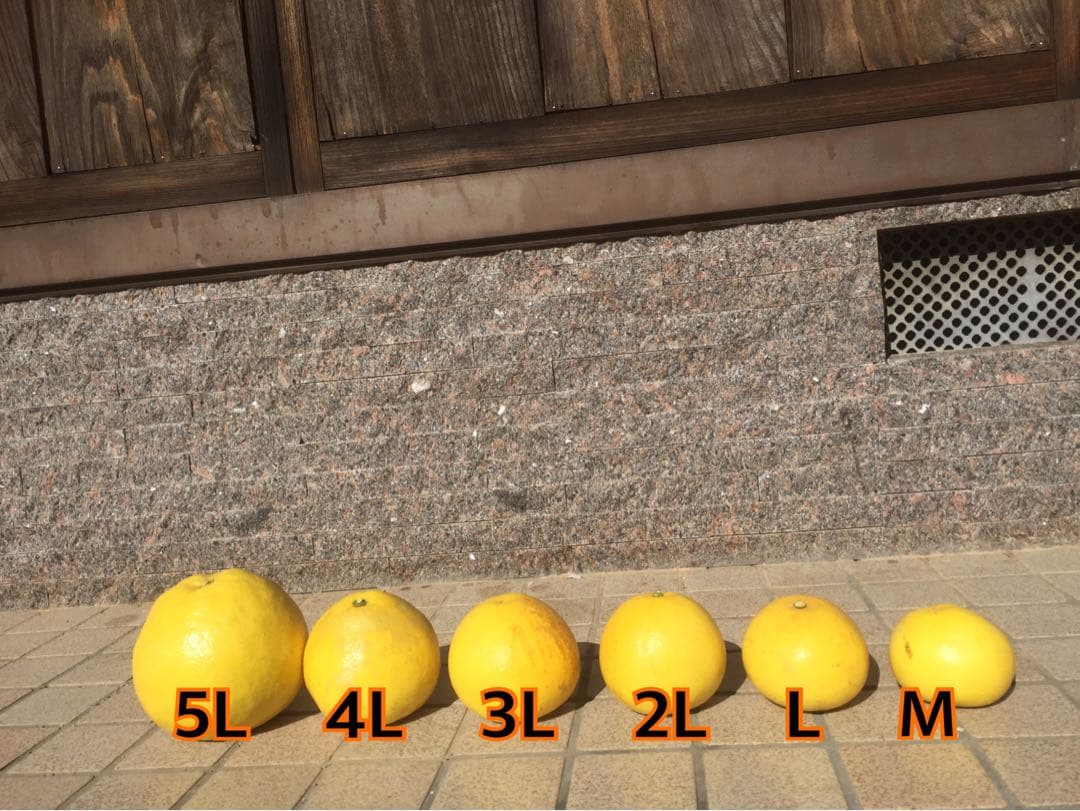 takachocono1ページ ☆文旦【高知県産】家庭用中玉10kg×2箱