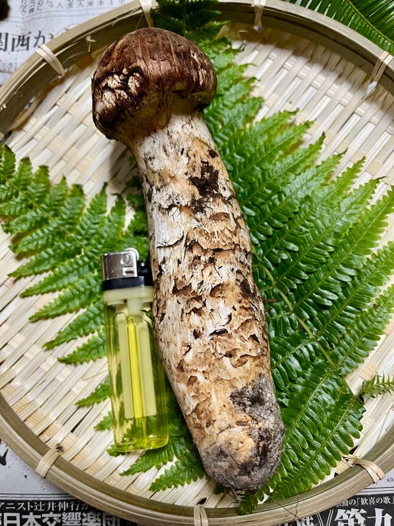 【大阪泉州産】天然松茸 採れたて良品☆1本125g国産
