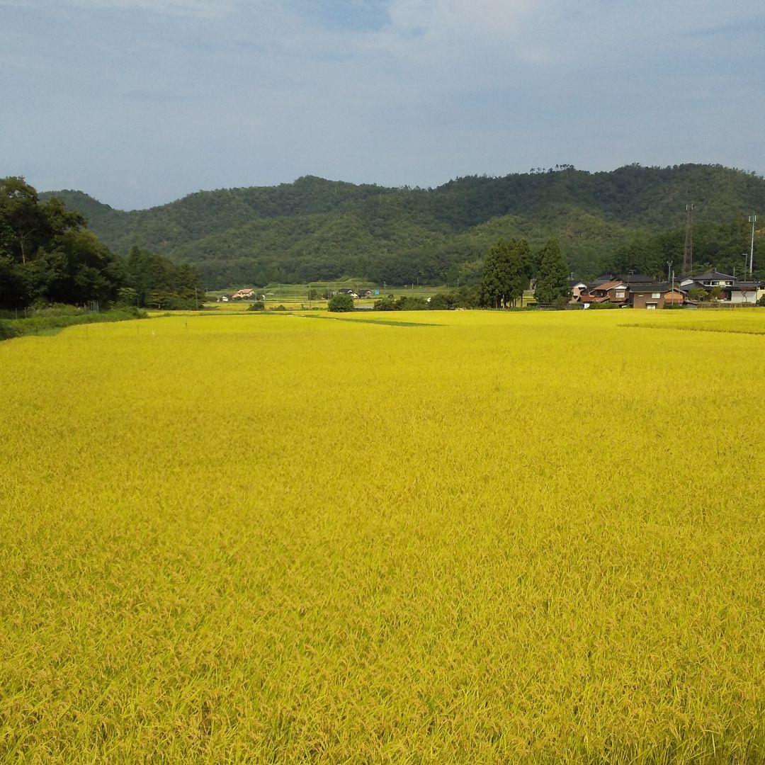 令和7年産 コシヒカリ 兵庫県 但馬 豊岡産 20kg(白米、10kg×2袋)