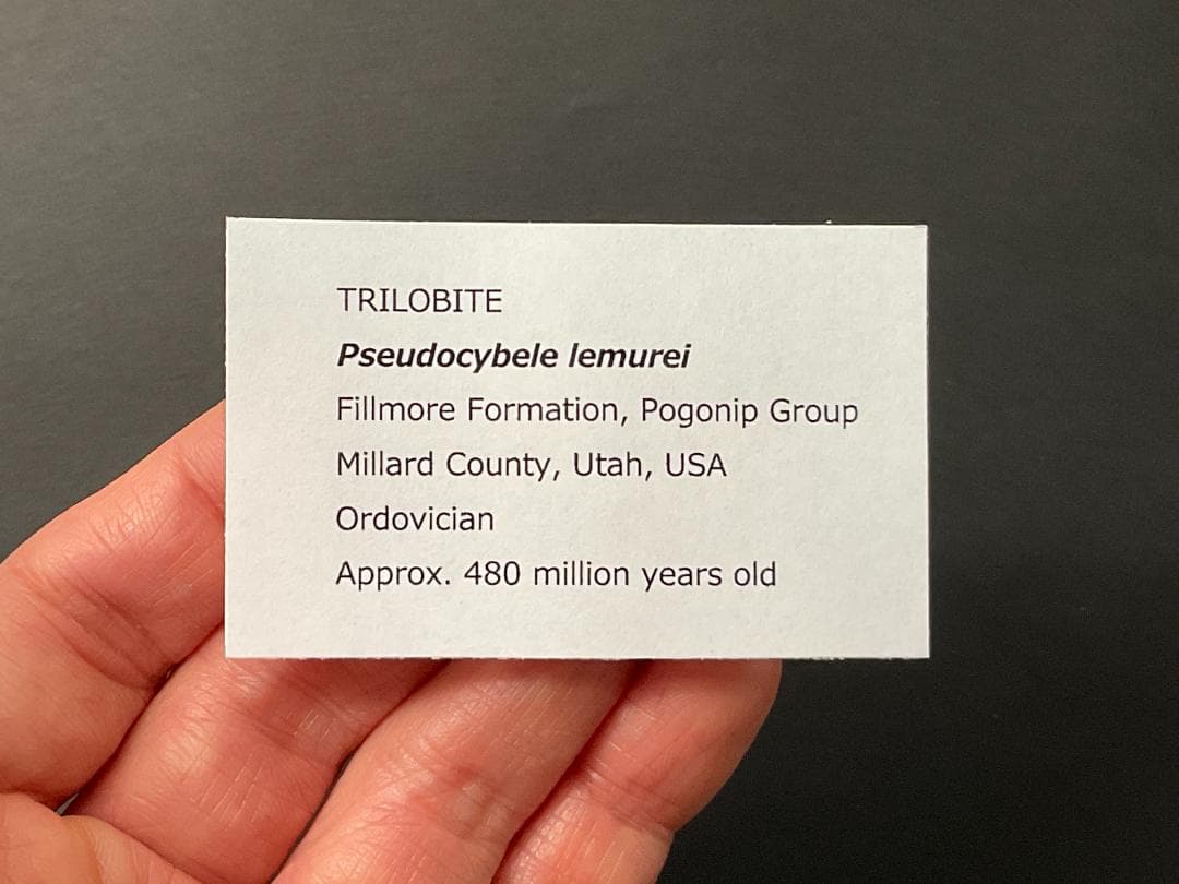 三葉虫 シュードキベレ・レムレイ [TB77] 化石 超希少種 レア
