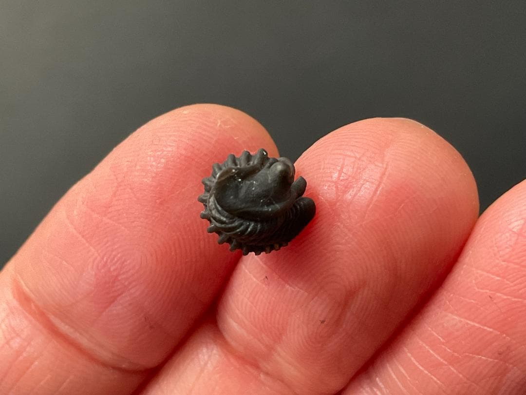 三葉虫 シュードキベレ・レムレイ [TB77] 化石 超希少種 レア