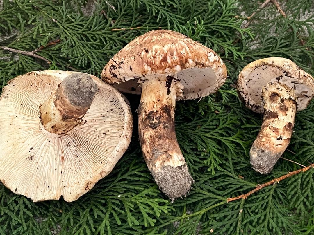 松竹梅　松茸　国産　山口県産　約180g 11月11日10時収穫