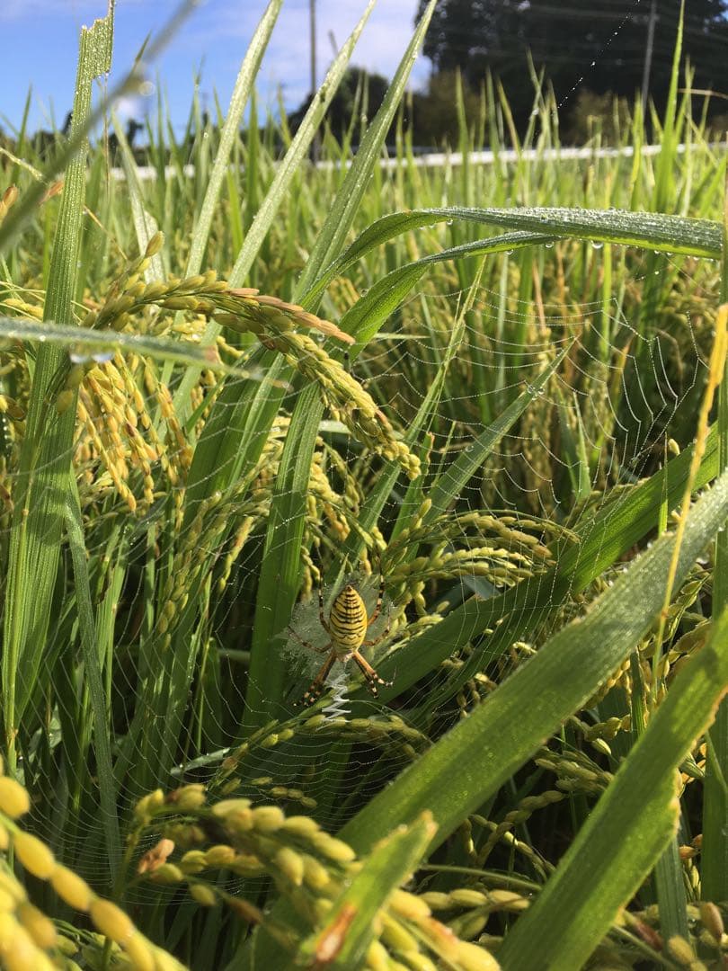 【れんげ米　玄米10.0kg コシヒカリ又はあさひの夢】　栽培期間中農薬不使用