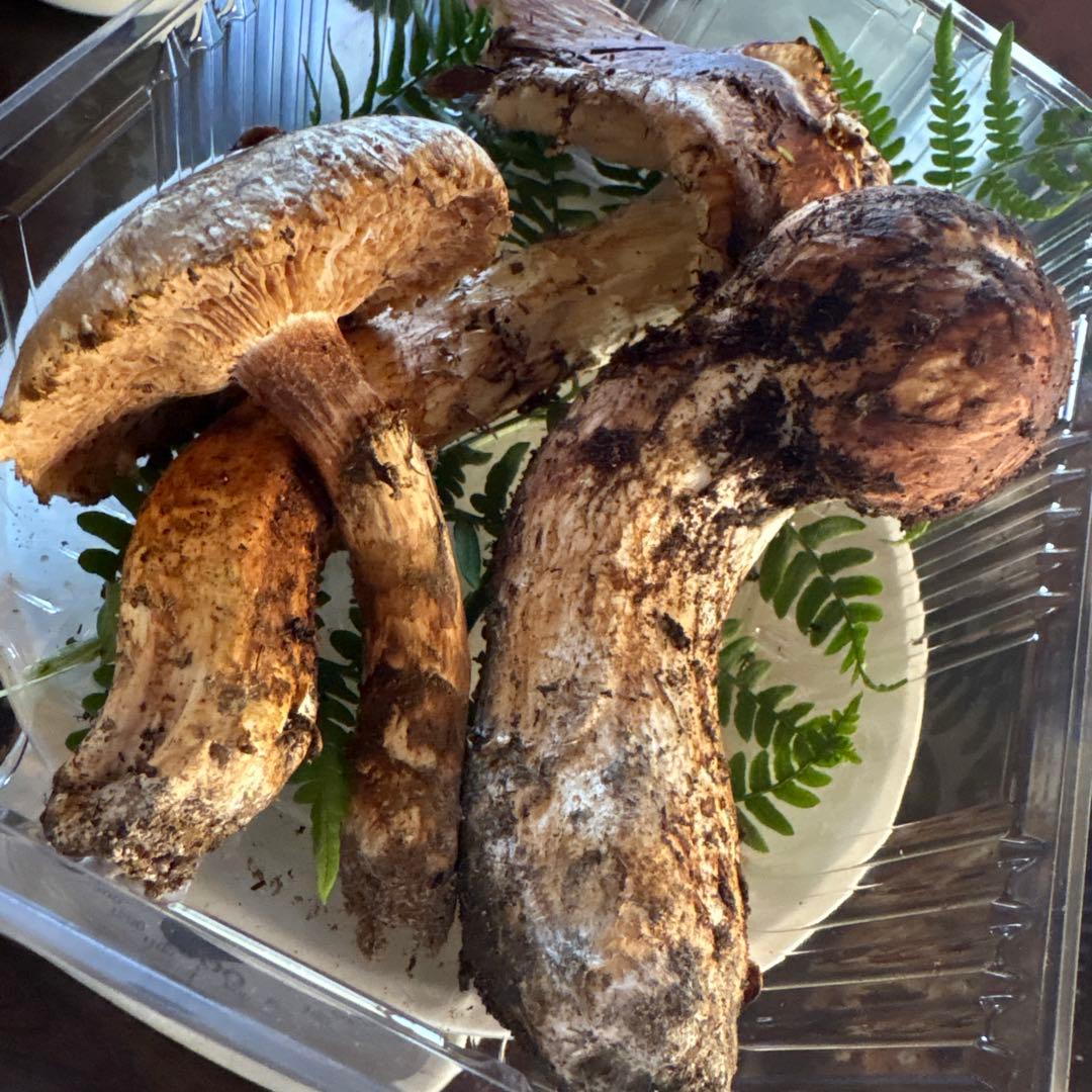 【訳あり】松茸　230g 信州長野県産