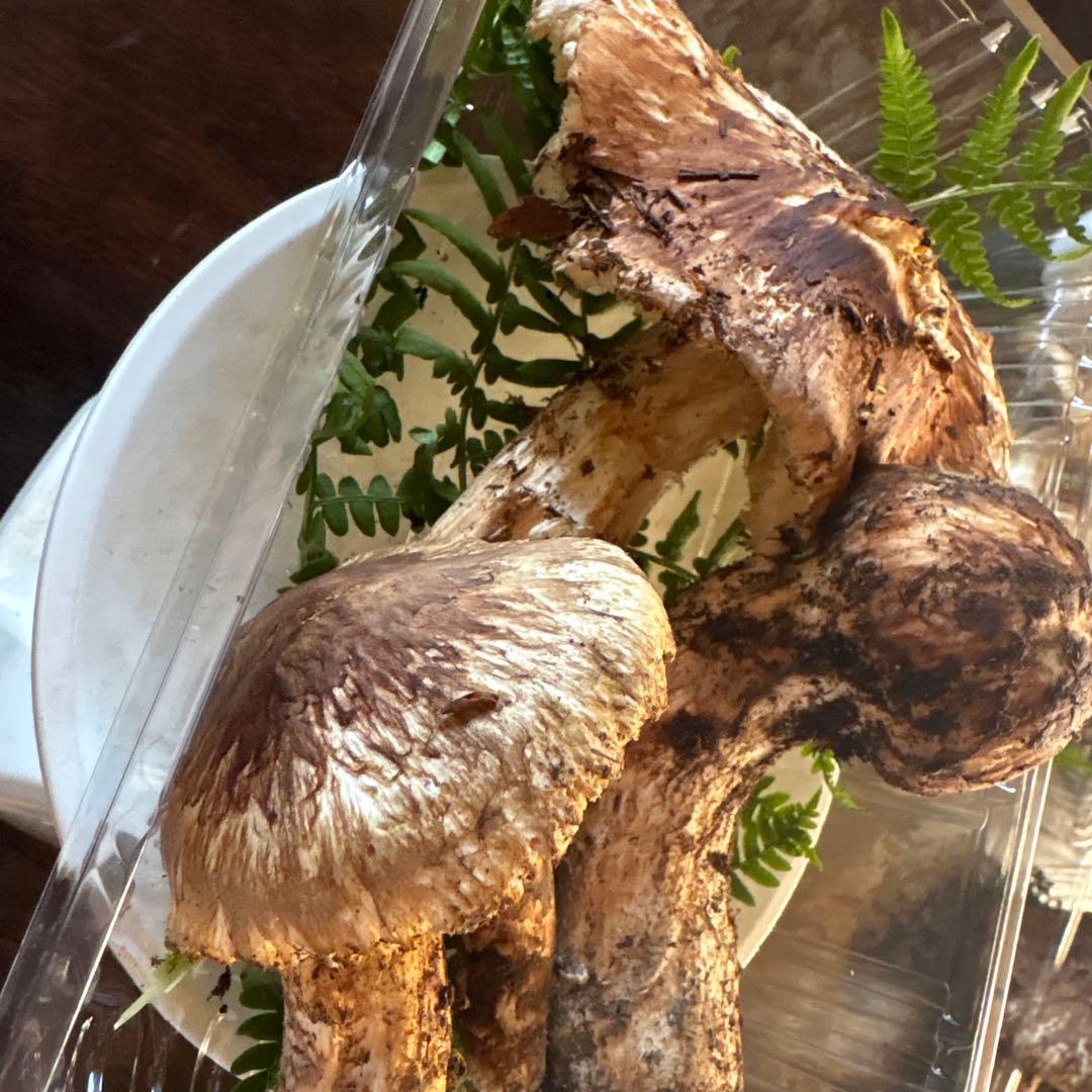 【訳あり】松茸　230g 信州長野県産