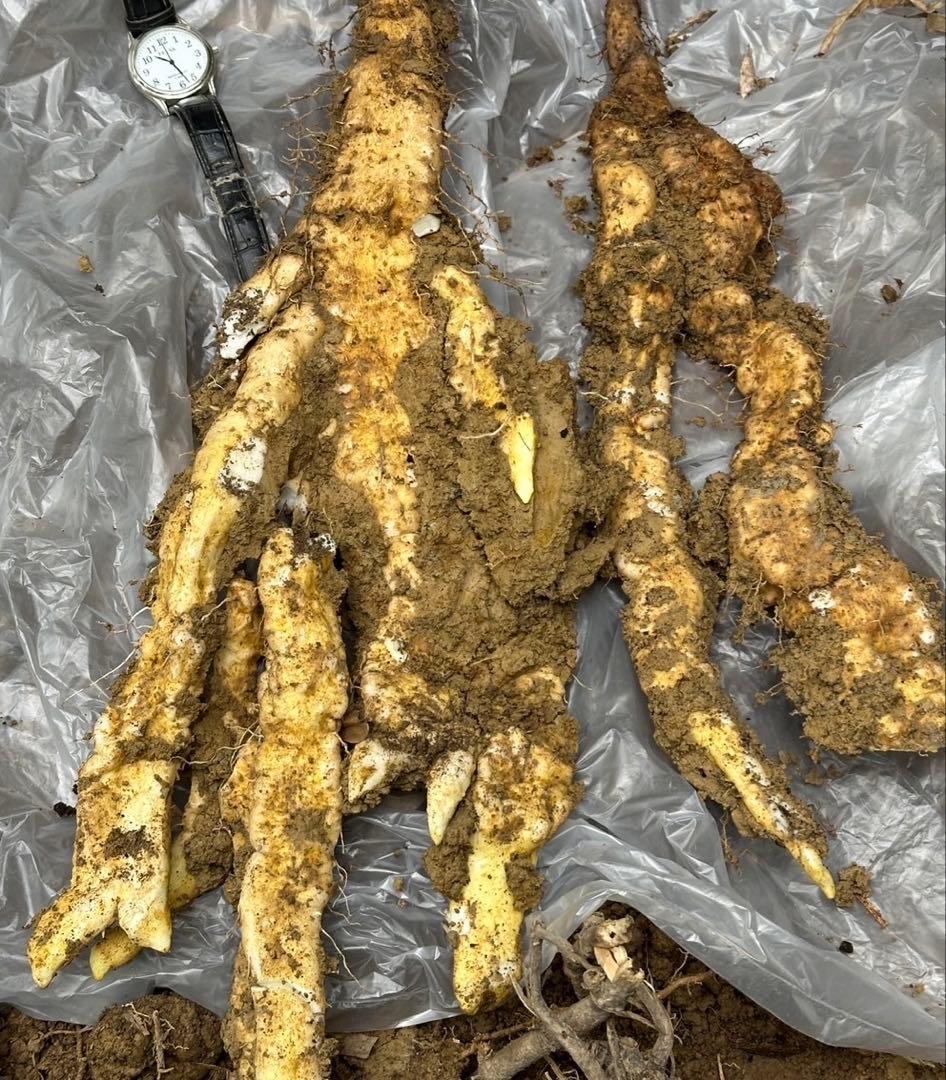 梅ちゃん　自然薯　完全天然物　静岡県産