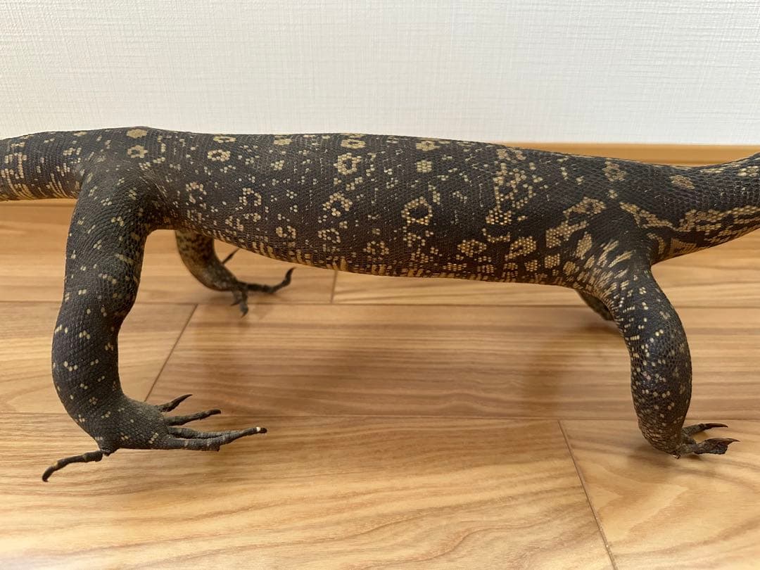 サルバトールモニターミズオオトカゲ剥製