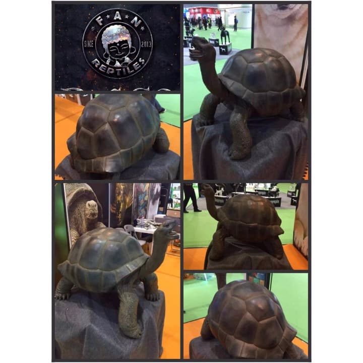 ☆（生き生きシリーズ）☆アルダブラゾウガメ☆（強品）☆