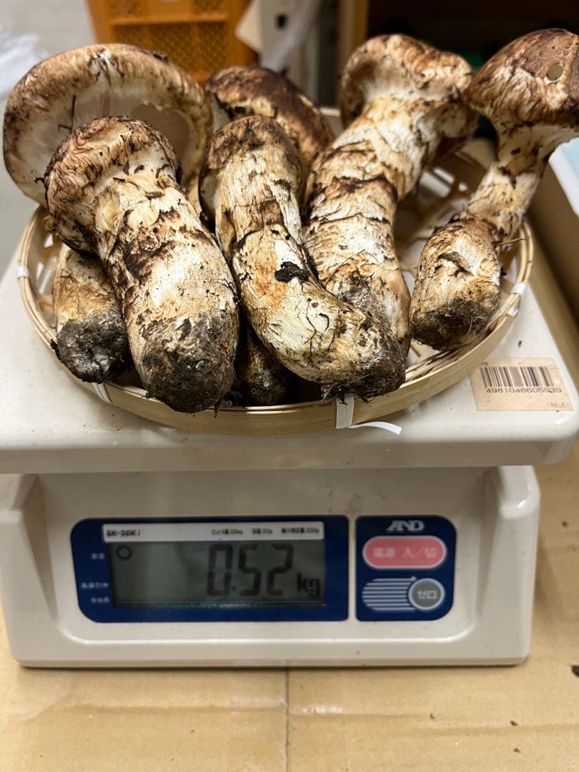岩手県産松茸　良型　1