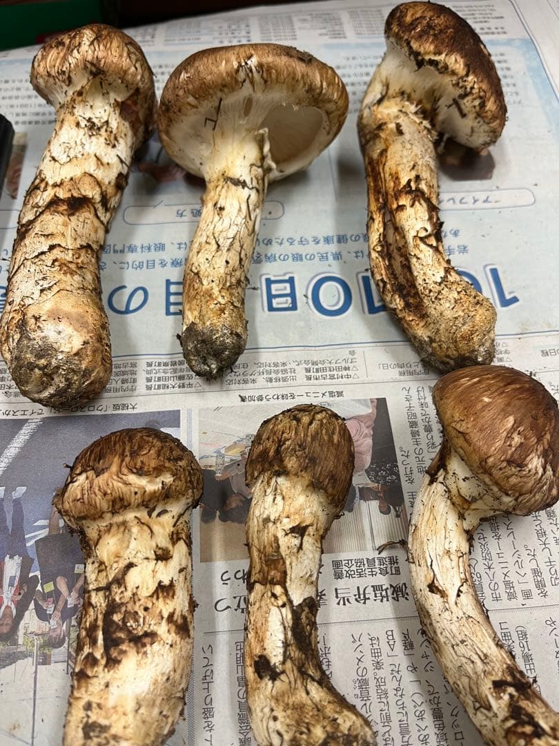 岩手県産松茸　良型　1