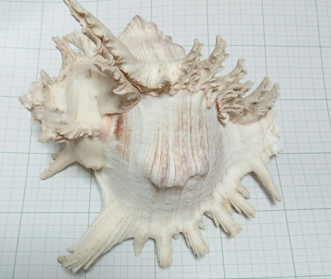 貝殻標本　テングガイ