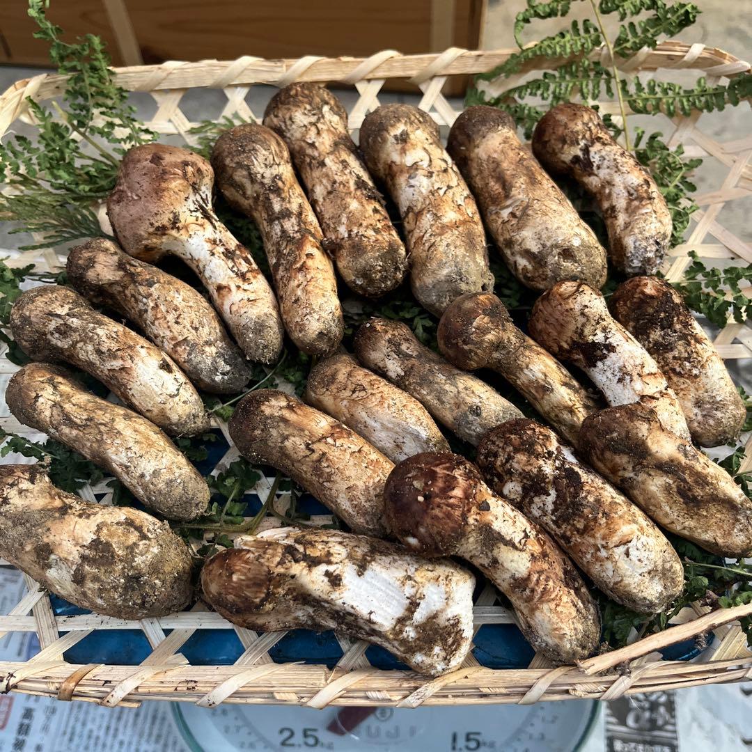 長野県　信州産　松茸　400g 10/9朝採取