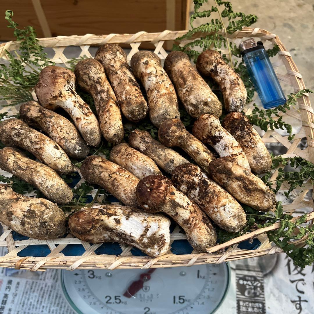 長野県　信州産　松茸　400g 10/9朝採取