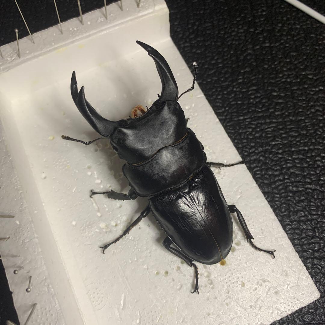 オオクワガタ 標本 死虫 能勢YG血統 脅威の88.8ミリ！