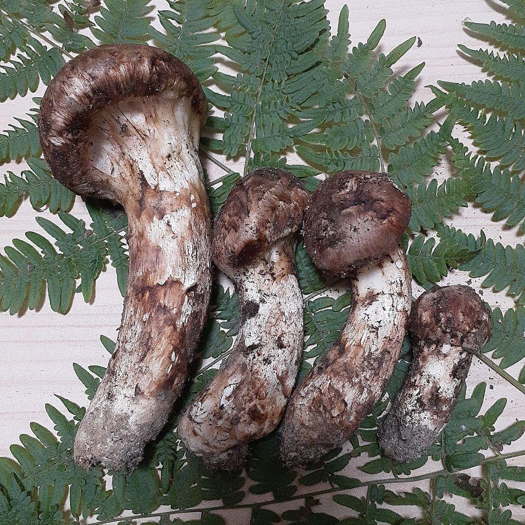 10/13 9時収穫 長野県産 松茸 国産 松茸 176g