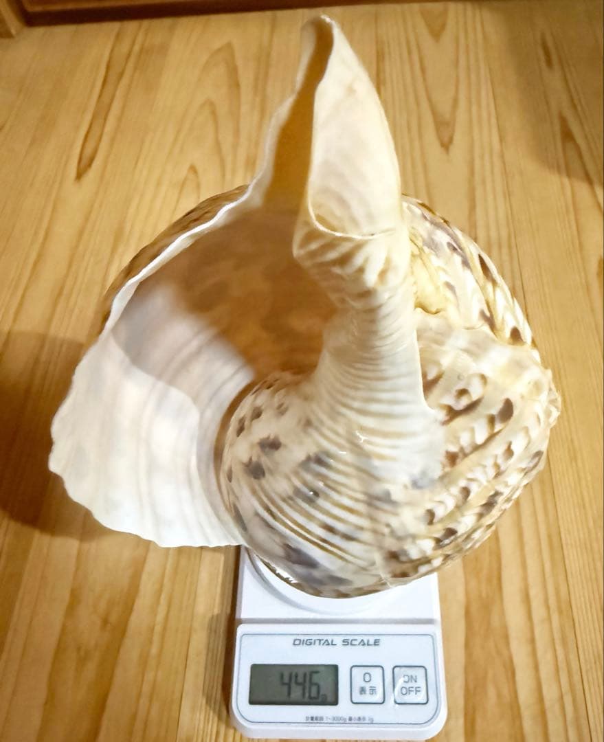 法螺貝　ほら貝　ホラガイ❣️