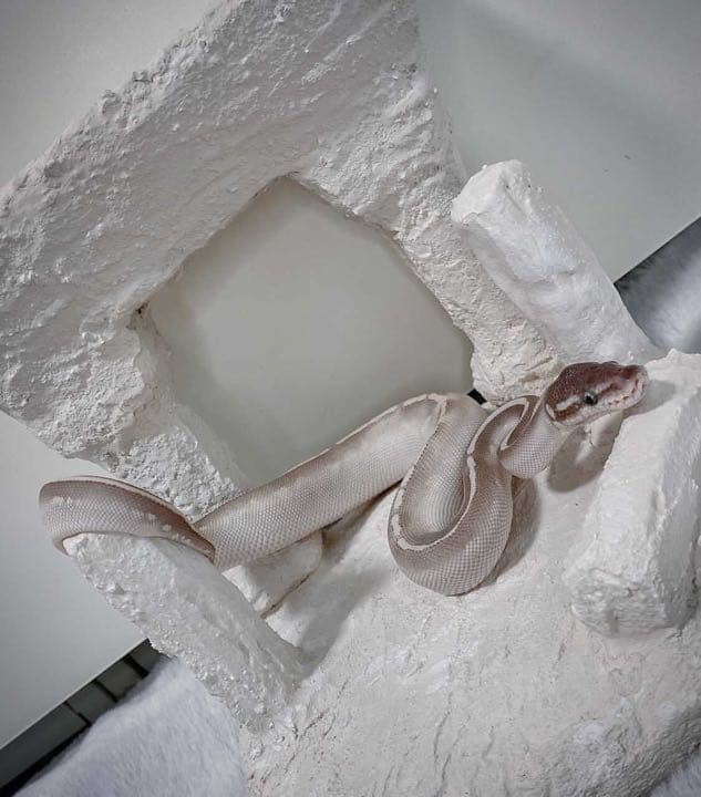 爬虫類シェルター バックボード レイアウト用品作成