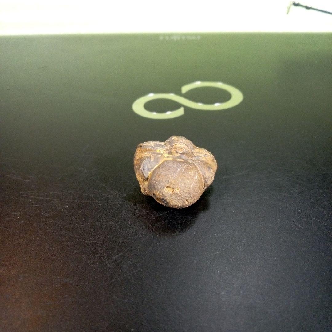 三葉虫　化石　fossil　ボリビア産　trilobite　ノジュール管理⑨