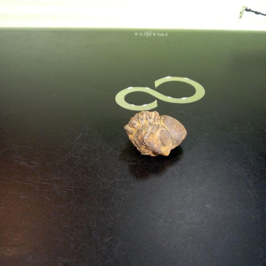 三葉虫　化石　fossil　ボリビア産　trilobite　ノジュール管理⑨