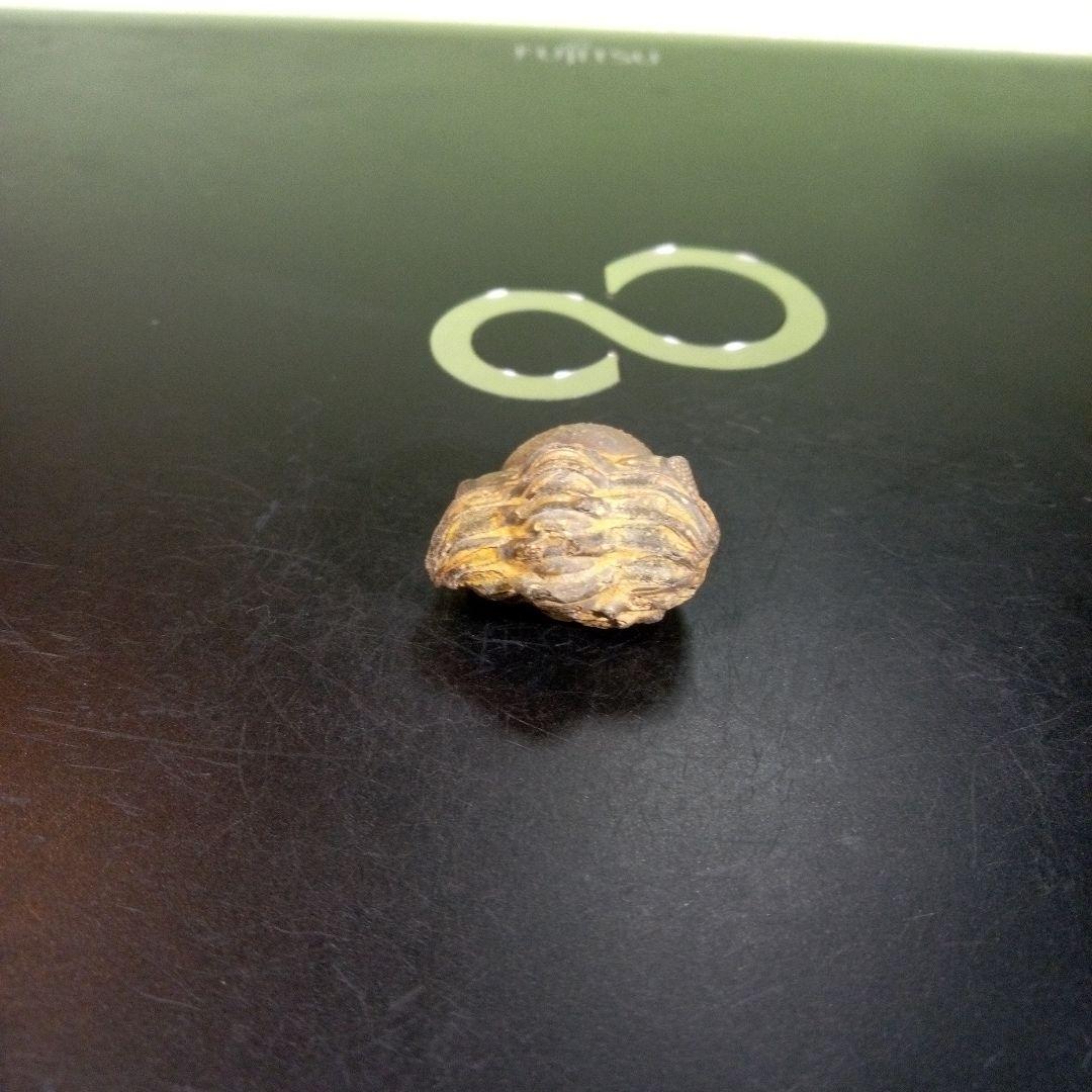 三葉虫　化石　fossil　ボリビア産　trilobite　ノジュール管理⑨