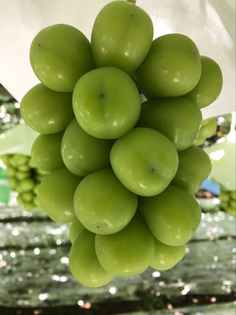 悪魔のぶどう 山梨県産シャインマスカット、クイーンニーナ3kg