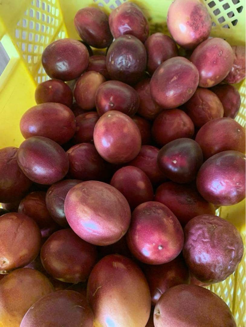 食べごろ パッションフルーツ 10キロ 限定出品‼️ 9月2日23時まで