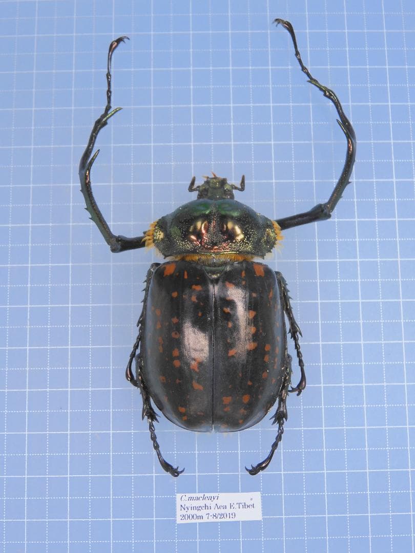 標本 Tibet Cheirotonusmacleayi 59mm