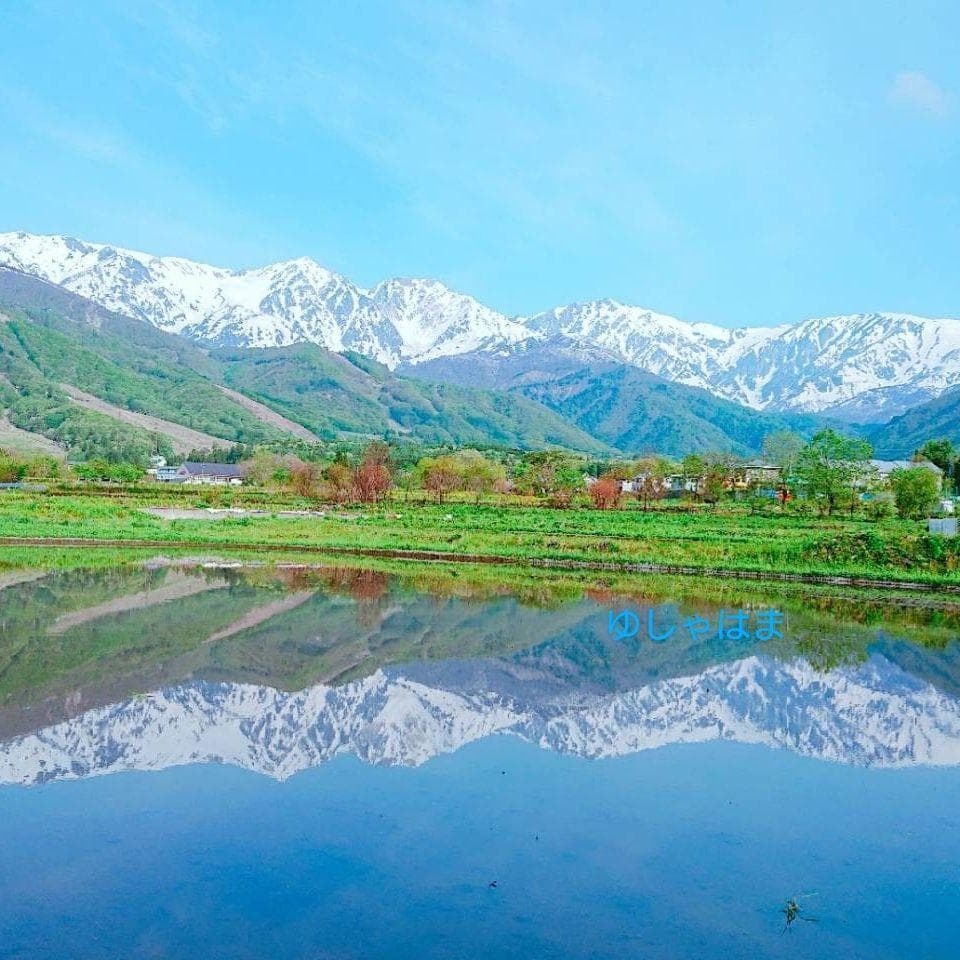 香茸 乾燥100g コウタケ 国産 北アルプス 天然きのこ　アドバイスフォロー