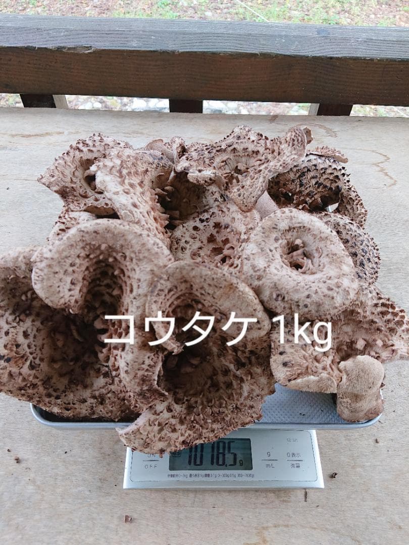 香茸 乾燥100g コウタケ 国産 北アルプス 天然きのこ　アドバイスフォロー