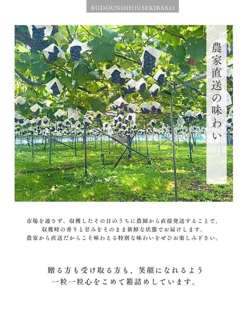 ③ grape Jewelry box　粒2kg