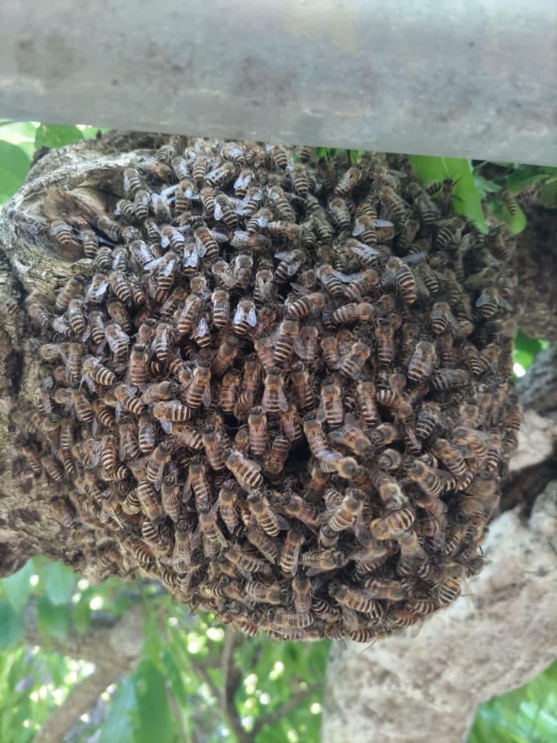 新蜜　日本ミツバチの百花蜜（１年物）㊷　550ｇ✕4本（2.2㎏）