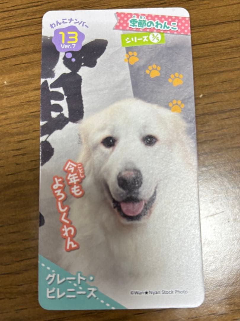 【レア】グレートピレニーズ【美品】