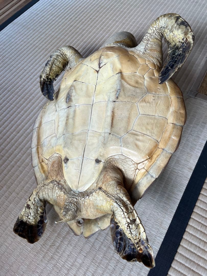 亀　 置物　※発送は年明けになります