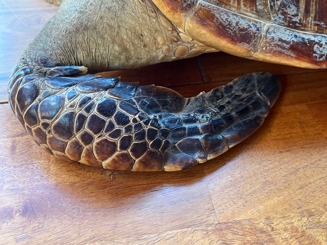 亀　 置物　※発送は年明けになります