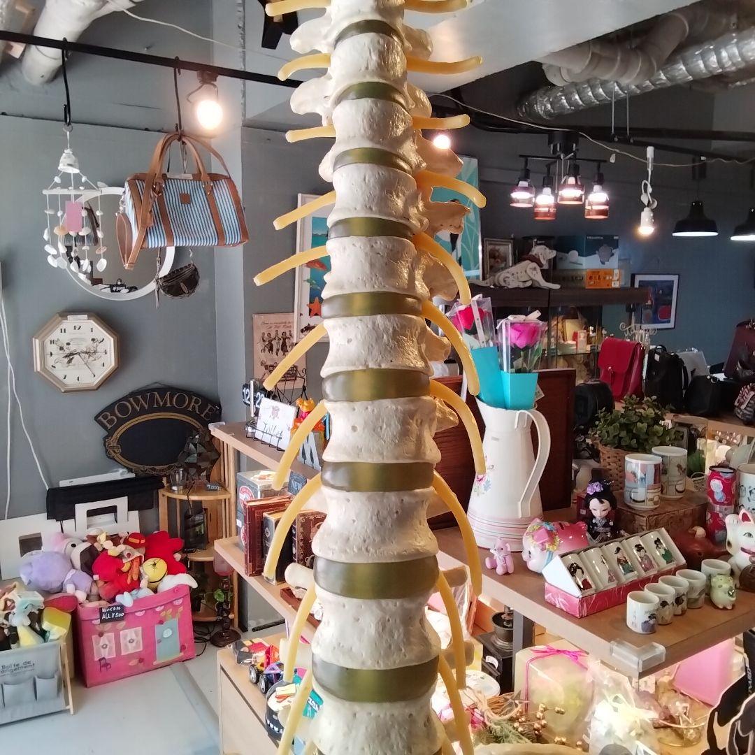 教育用 吊るし脊髄模型