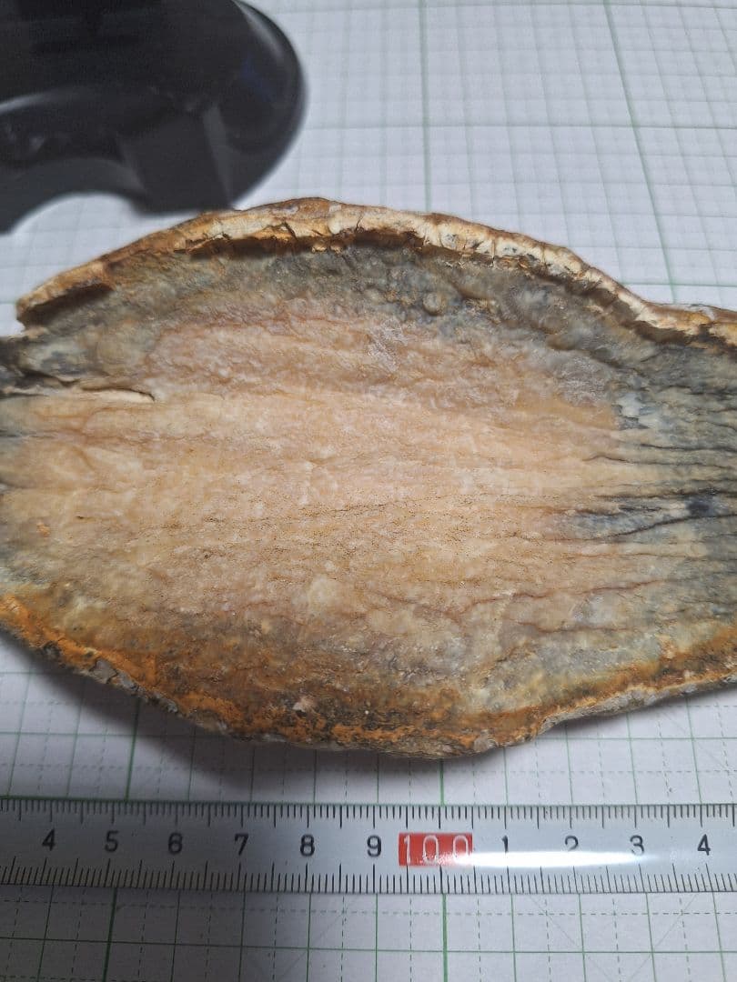 ☆マンモスの臼歯 化石 長いところ約16.5cm/約219.8gになります。