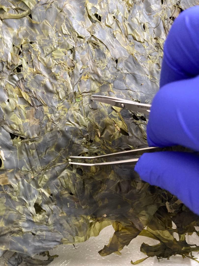 【即日発送】ゆぅこりん　新物希少ハバノリ神奈川三浦松輪幻の岩海苔10枚入り