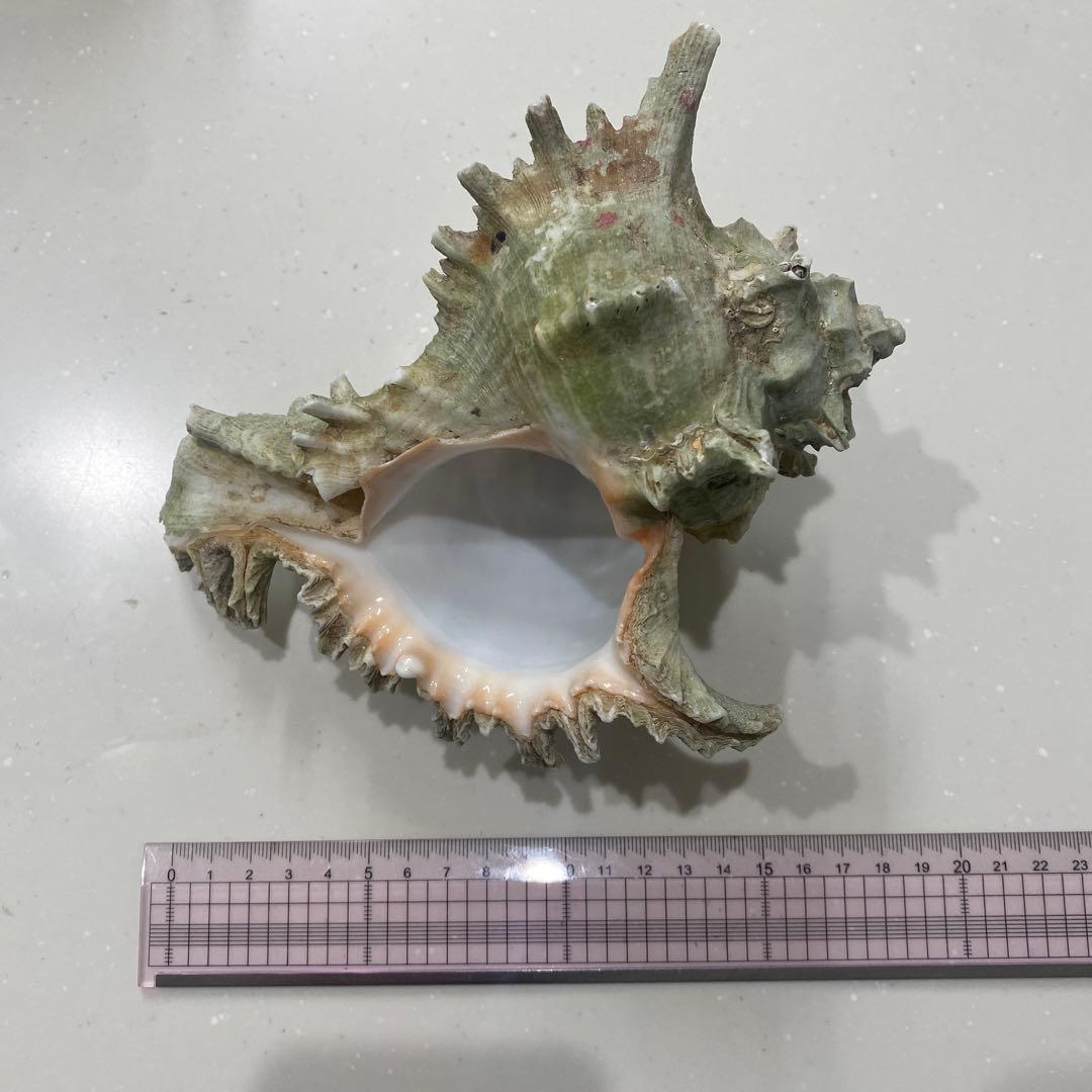 ユニークなグリーン系貝殻 約18cm
