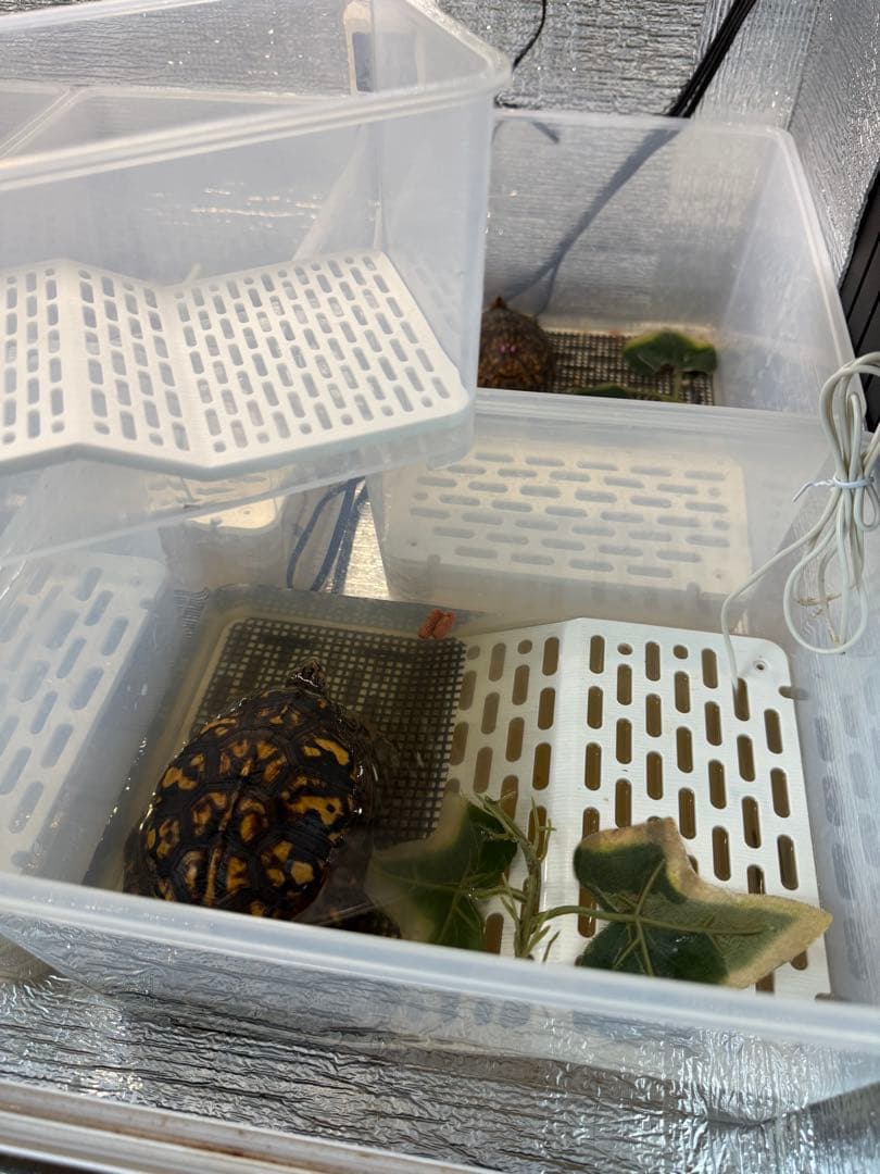 カメ専用飼育ケース　4個セット　中サイズ