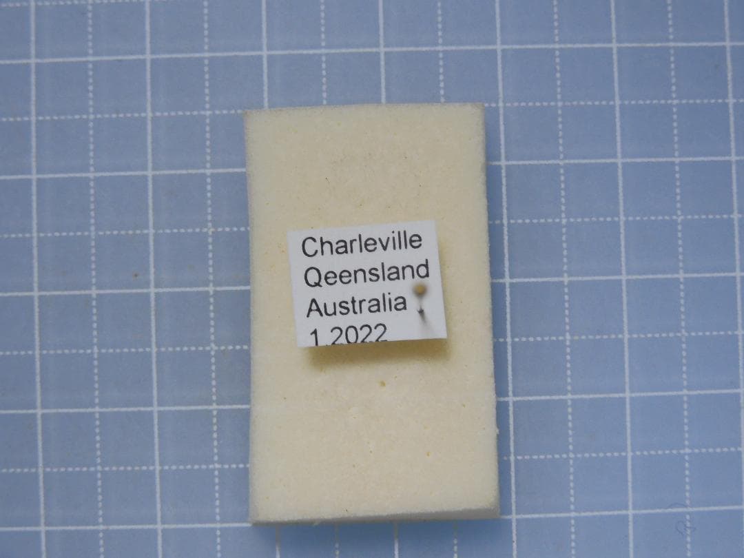 標本 Australia Bolboceratidae sp. 25mm