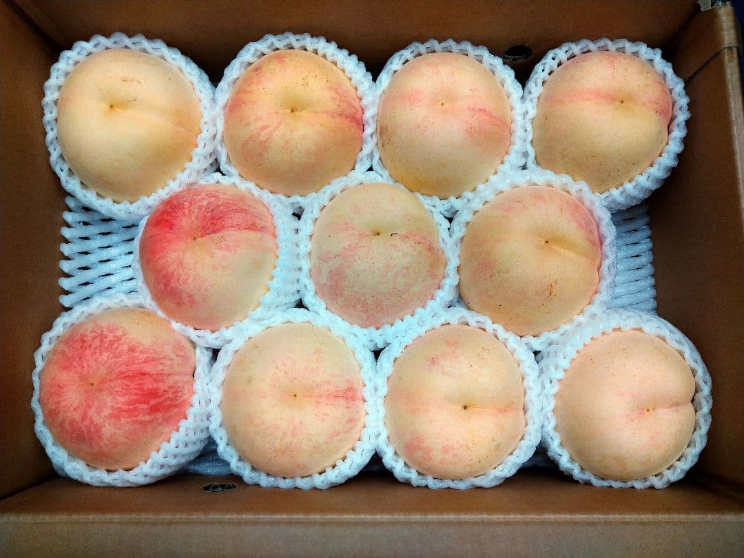 硬い桃(CX／シーエックス)JAふくしま未来11玉