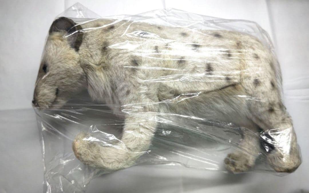 ハンサ ぬいぐるみ ブチハイエナ ラギー ハイエナ ツイステッドワンダーランド