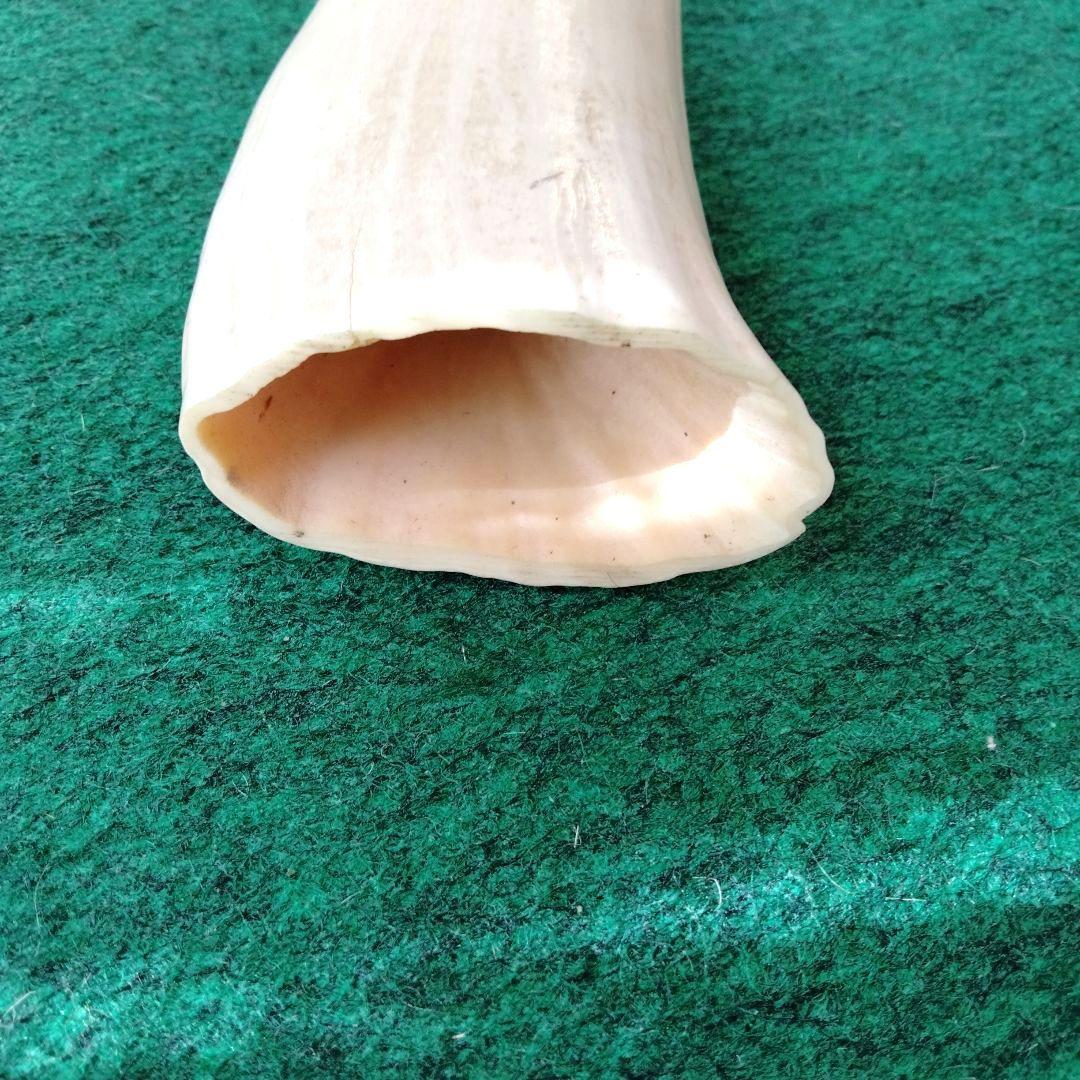 マッコウ鯨の歯　玉峰作　布袋様