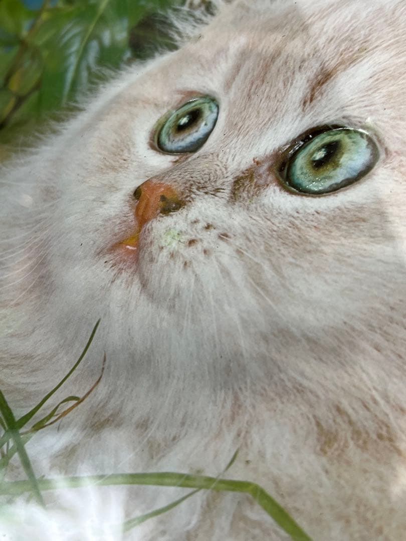 額入り61.0cm 立体壁掛け 仔猫達 （立体画）1154