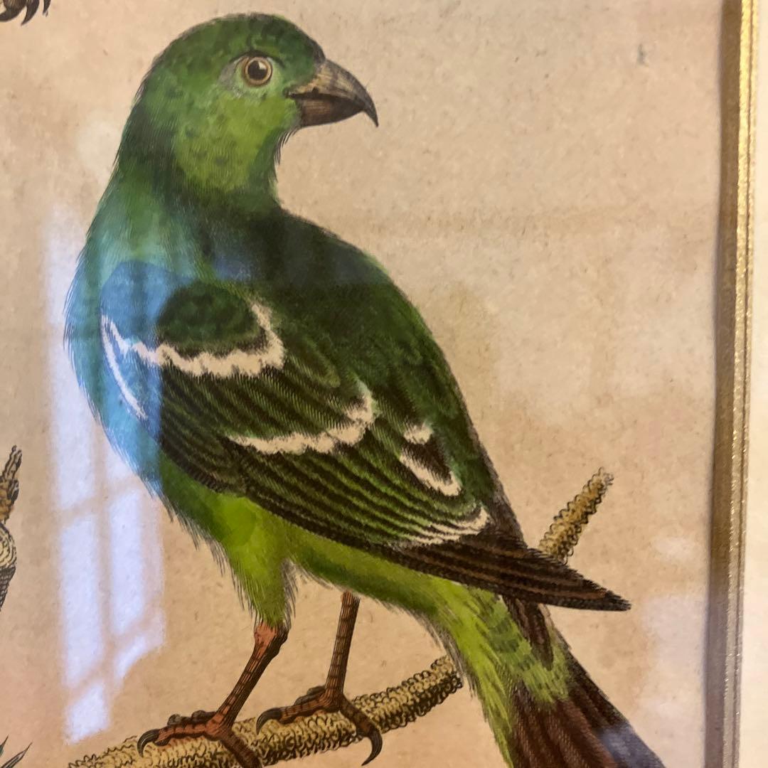 アンティーク銅版画　エキゾチックバード　19世紀初頭